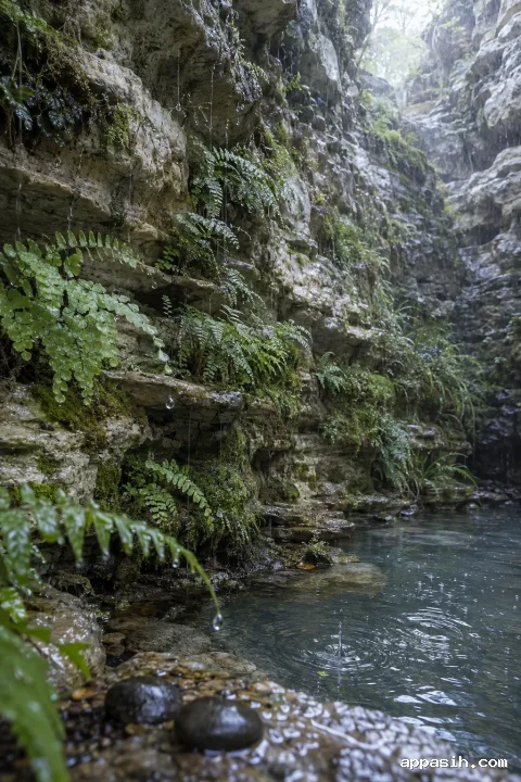 Close low-angle portrait view of a rain-soaked limestone grotto with layered maidenhair ferns, moss, falling droplets, dark pebbles, and concentric ripples in a shallow pool.